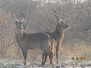 Antelope's stopped by too.