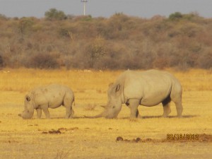 Babies always walk and front and mom's direct them with the horn.  