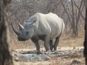 An awesome white rhino!