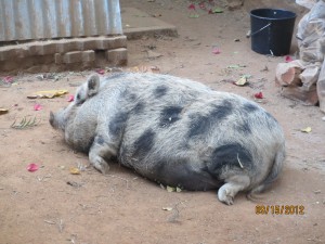 We shared the hostel with this big fat pig that roamed the ground the whole time.