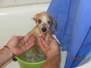 When all her fur is wet she is so so tiny!