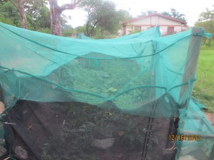 Our Chicken and Bird Proof Garden