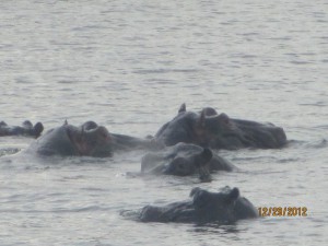 Hippos Galore!