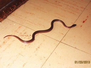 Snakes in the House