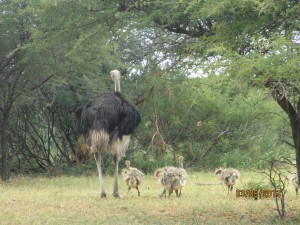 JK-comes-to-Africa_115.jpg