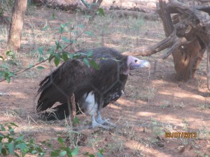 JK-comes-to-Africa_34.