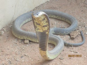 JK-comes-to-Africa_47