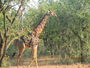 JK-comes-to-Africa_51