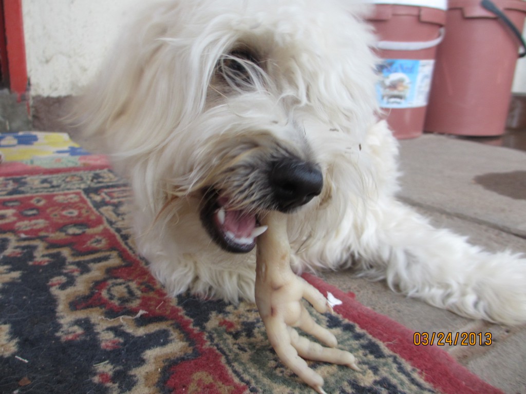 Roti eating a Chicken Leg