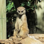 Cape-Town-South-Africa-2013_043.jpg