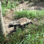 Cape-Town-South-Africa-2013_054.jpg