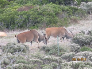 Cape-Town-South-Africa-2013_134.jpg