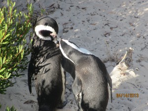 Cape-Town-South-Africa-2013_139.jpg