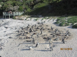 Cape-Town-South-Africa-2013_141.jpg
