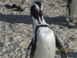 Cape-Town-South-Africa-2013_143.jpg