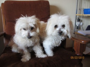 Fif Fi and Rati After Grooming