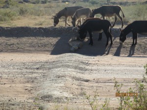 Kwena-Sereto-Speed-Bumps