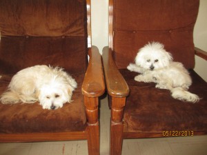 Rati and Phoenix after grooming