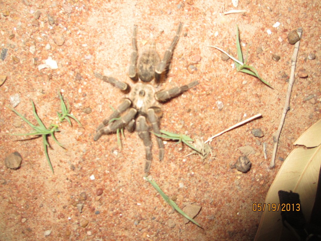 Trantula in our Yard